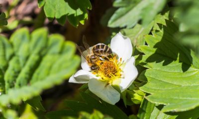 For Bee Removal Los Angeles Trust The Professionals