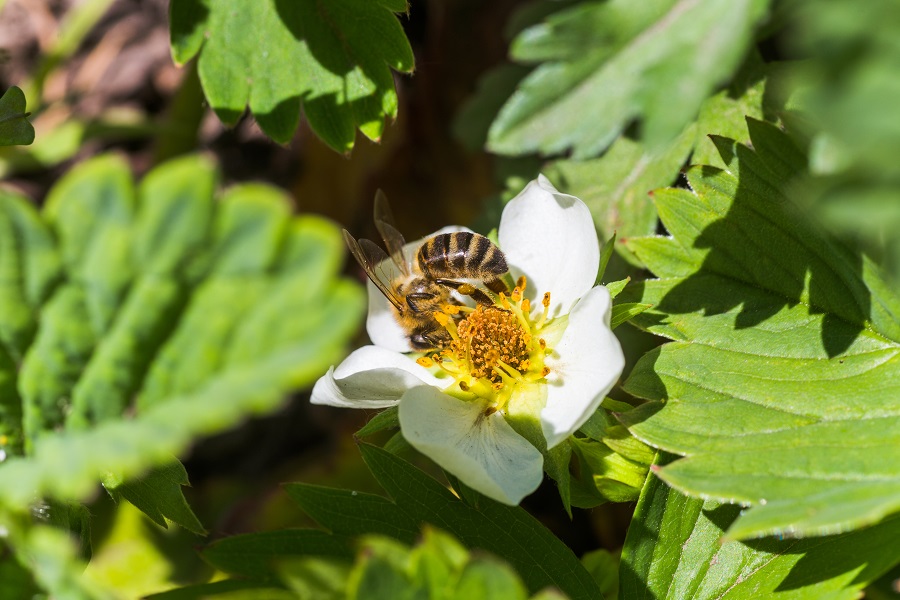 For Bee Removal Los Angeles Trust The Professionals