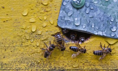 Sometimes In Los Angeles You Need Bee Removal Unexpectedly