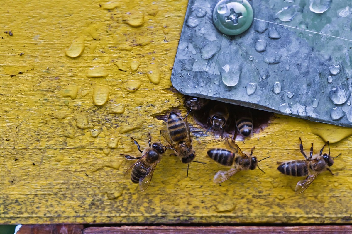 Sometimes In Los Angeles You Need Bee Removal Unexpectedly