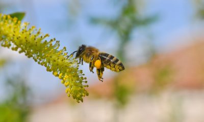 Los-Angeles-Homes-Sometimes-Need-Bee-Removal