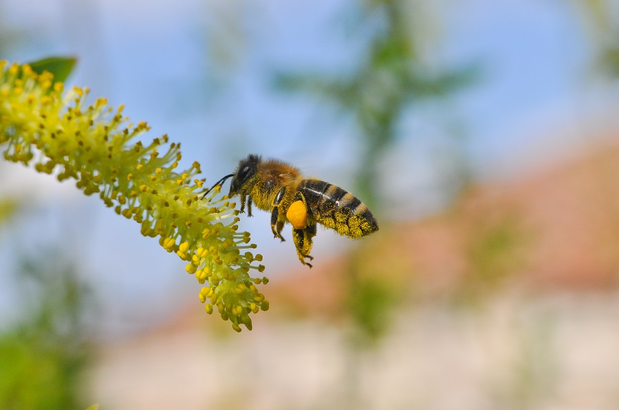 Los-Angeles-Homes-Sometimes-Need-Bee-Removal