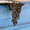 Los-Angeles-Residents-Have-Needed-Unexpected-Bee-Removal-Services-Lately