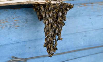 Los-Angeles-Residents-Have-Needed-Unexpected-Bee-Removal-Services-Lately