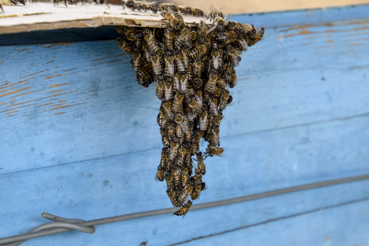 Los-Angeles-Residents-Have-Needed-Unexpected-Bee-Removal-Services-Lately