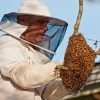 Bee-Removal-Is-Sometimes-Needed-In-The-Los-Angeles-Area