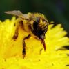 Los-Angeles-Residents-Must-Sometimes-See-About-Bee-Removal