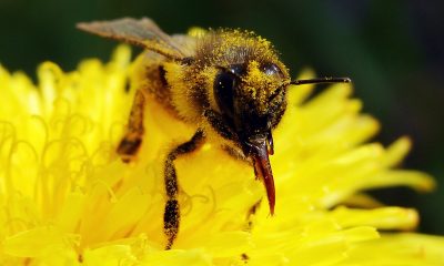 Los-Angeles-Residents-Must-Sometimes-See-About-Bee-Removal