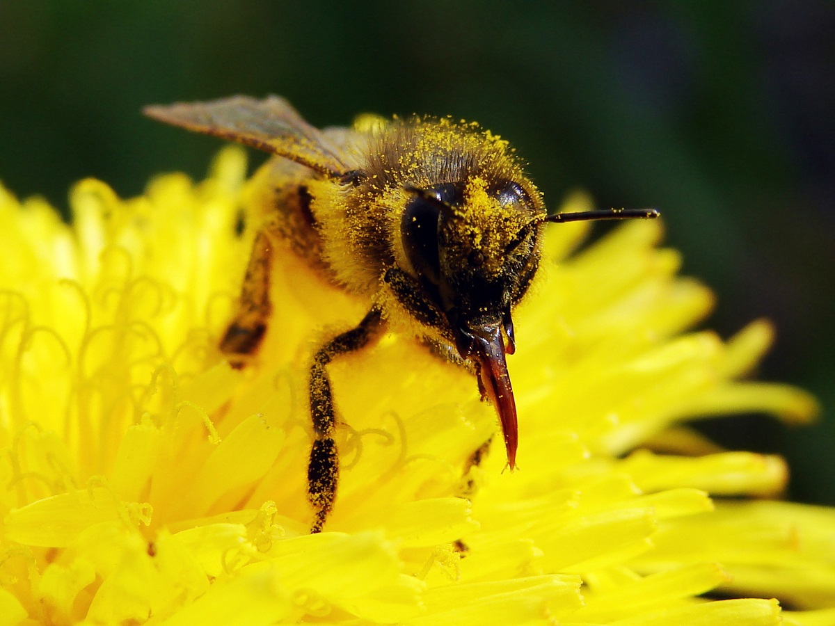 Los-Angeles-Residents-Must-Sometimes-See-About-Bee-Removal