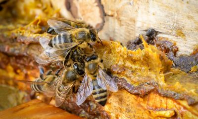 Bee-Removal-In-Los-Angeles-Can-Be-Challenging