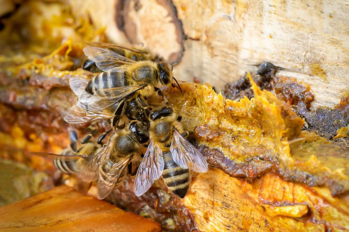 Bee-Removal-In-Los-Angeles-Can-Be-Challenging