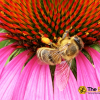 The-advantage-of-bee-removal-Los-Angeles-to-traditional-exterminators