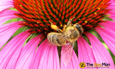 The-advantage-of-bee-removal-Los-Angeles-to-traditional-exterminators