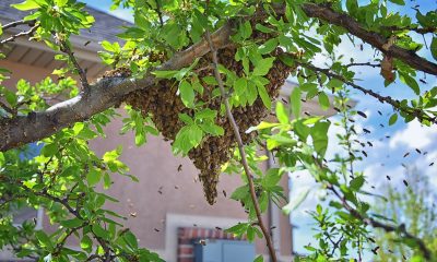 Learn-Why-Bees-Form-Large-Swarms-from-Bee-Removal-Professionals-in-Orange-County